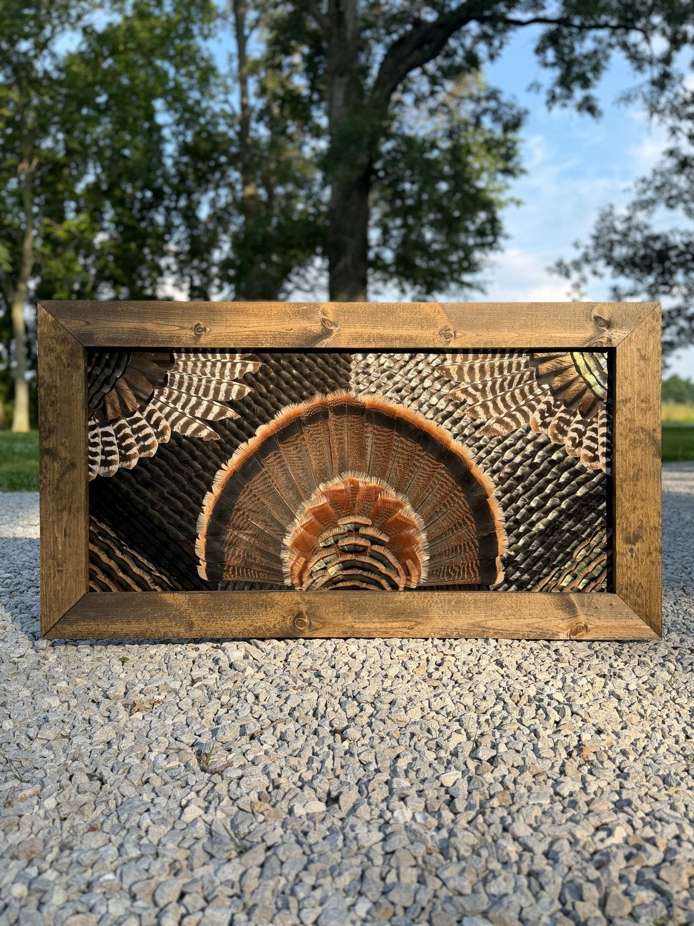 Landscape turkey feather display