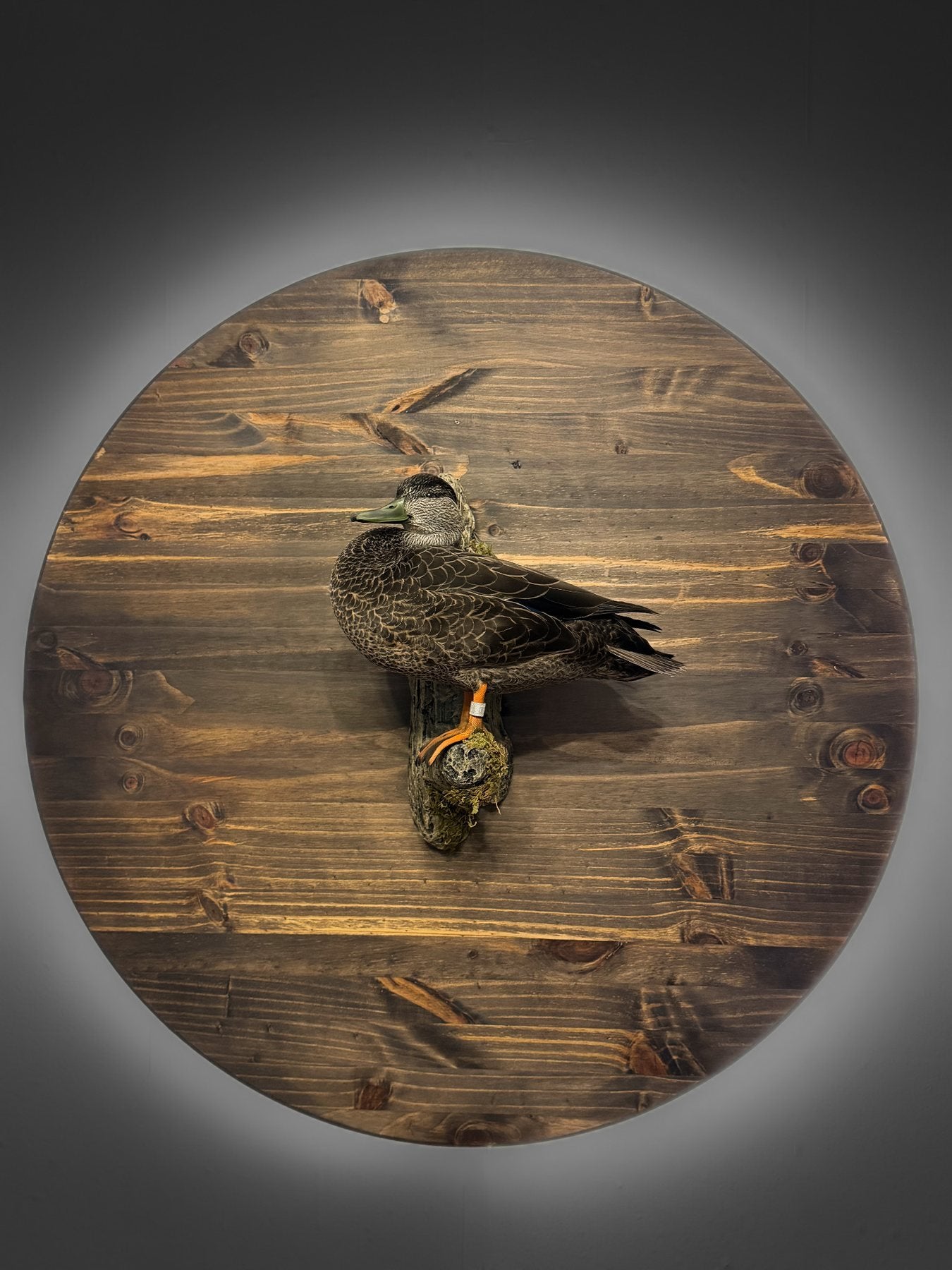 Black duck taxidermy mount