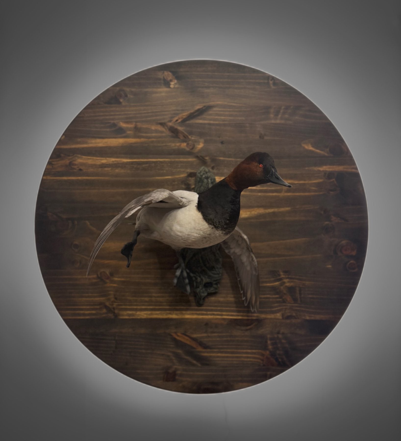 Canvasback duck taxidermy mount