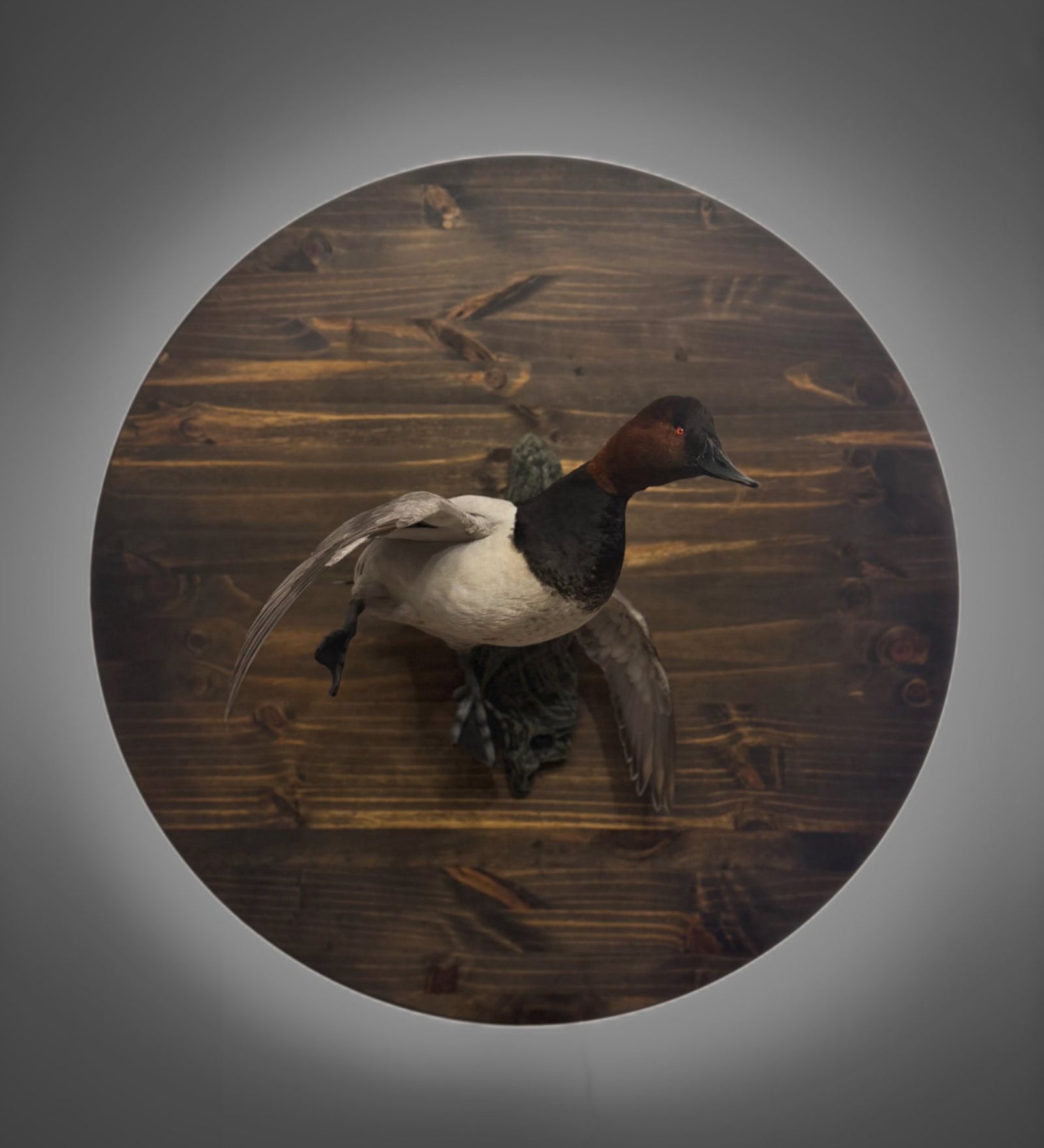 Canvasback taxidermy