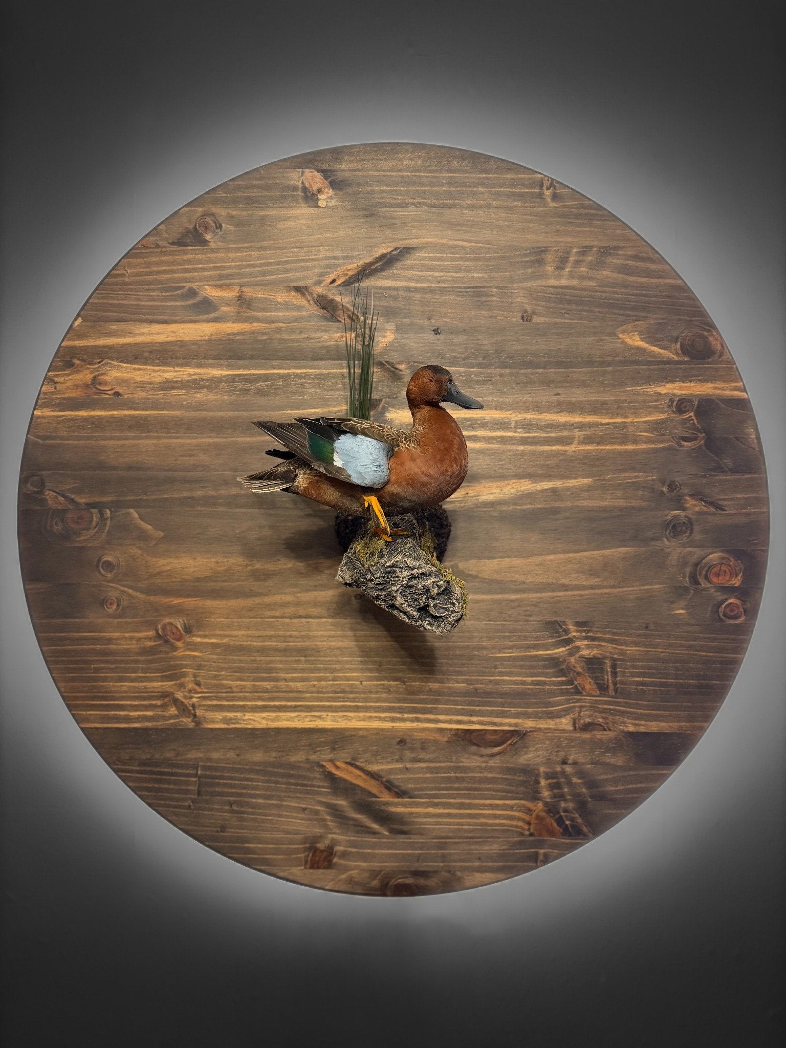 Premium cinnamon teal taxidermy