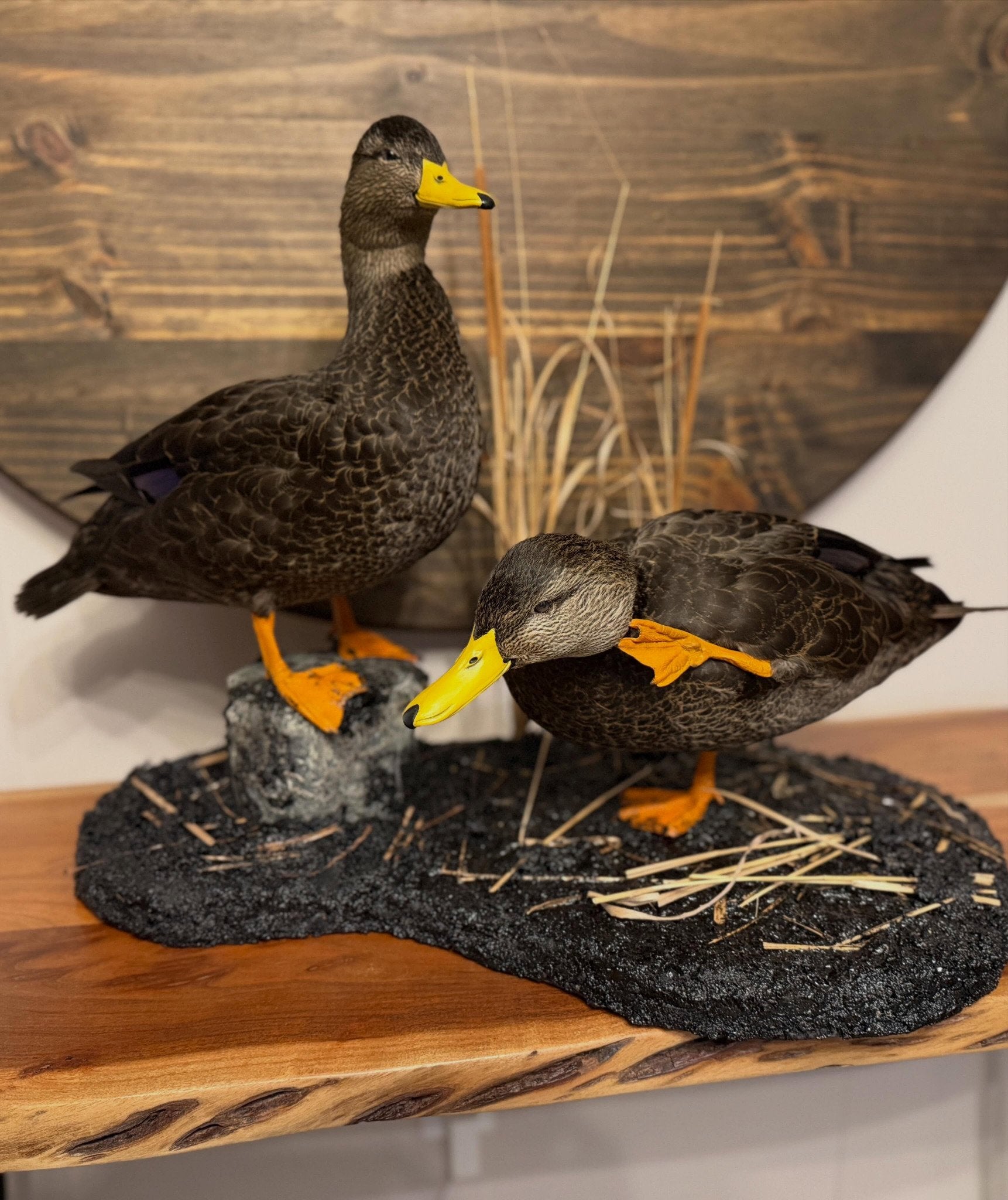 Pair of black duck taxidermy mounts with custom habitat
