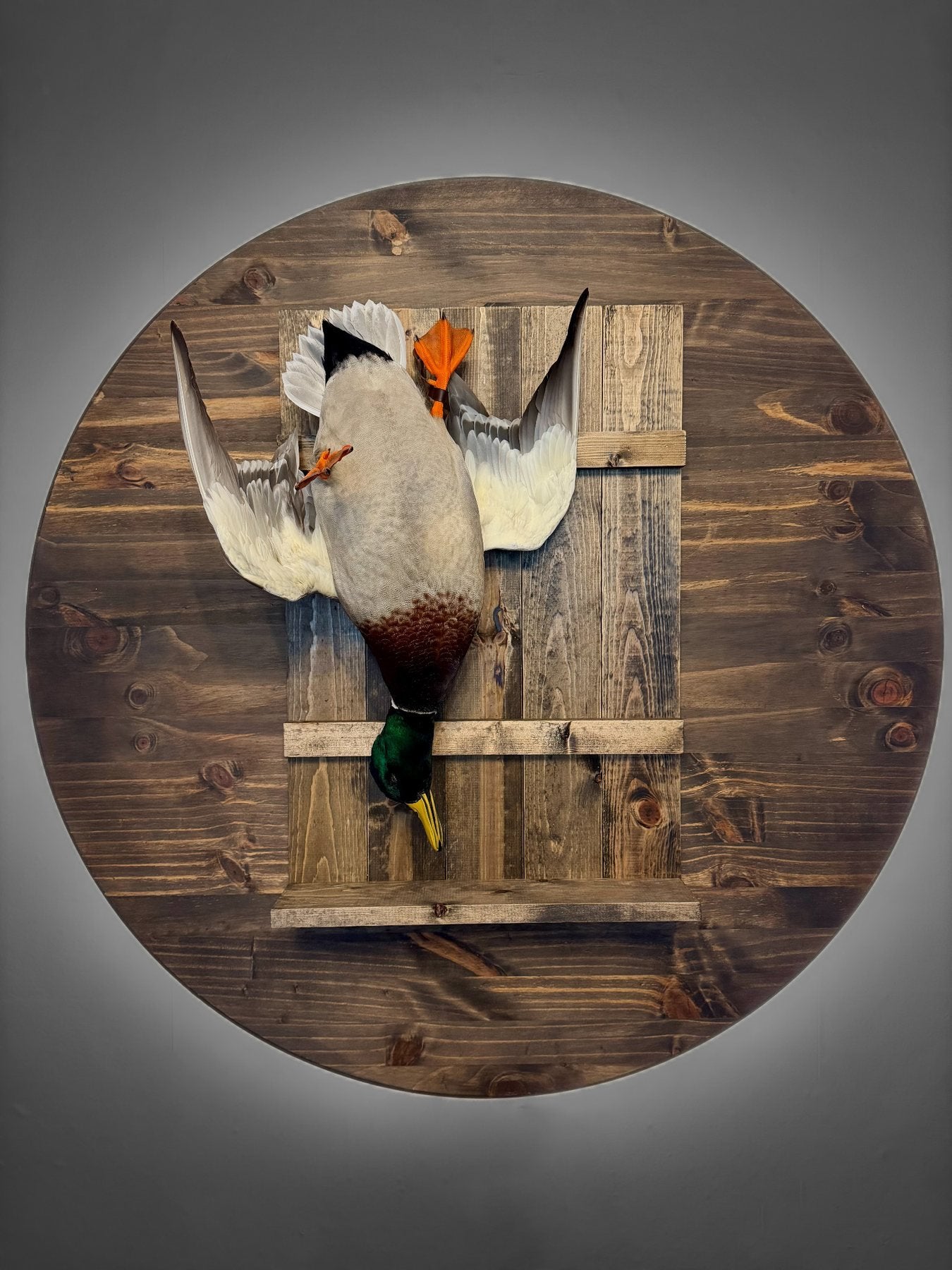 Mallard mount
