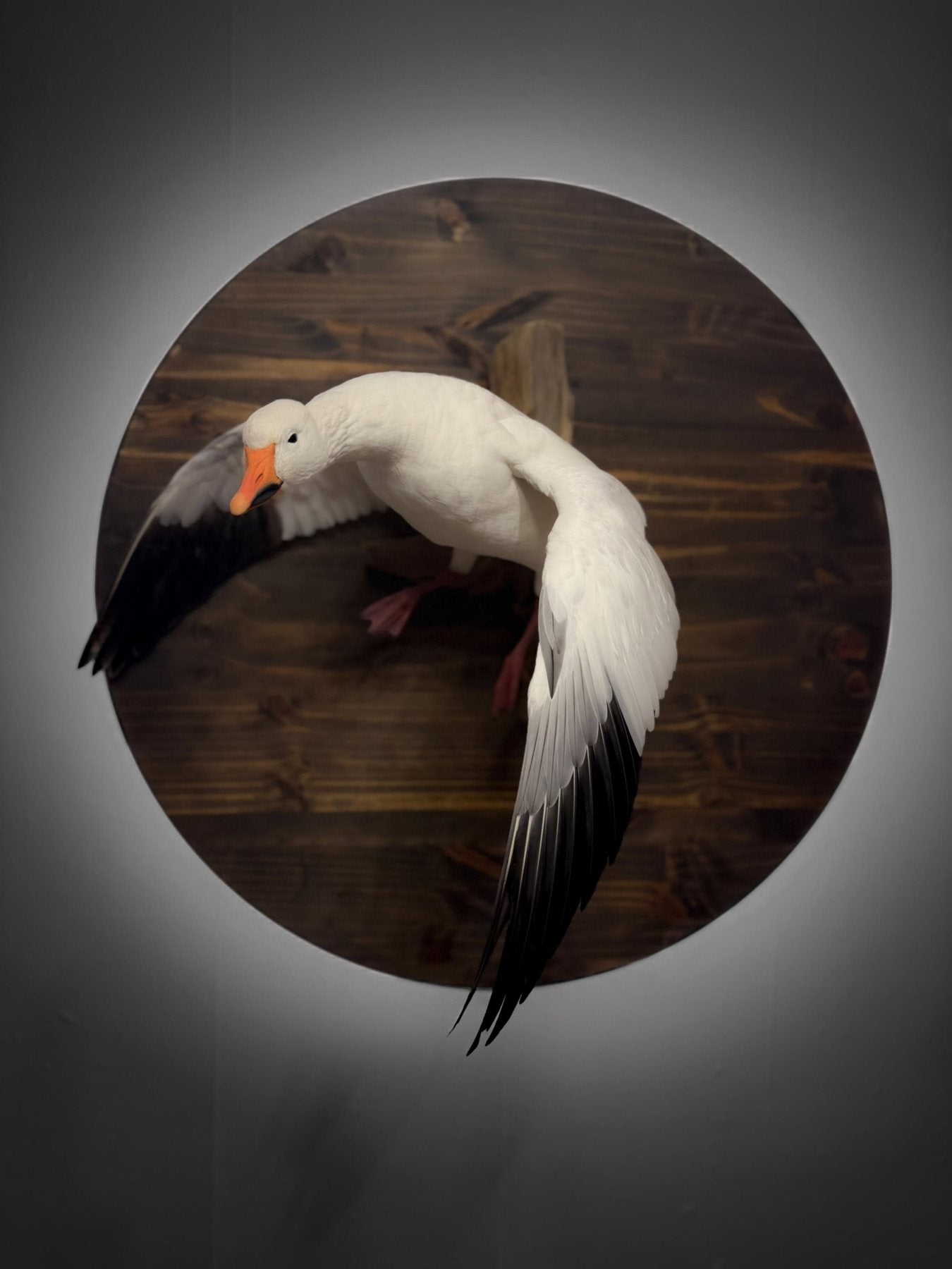 Snow goose taxidermy mount