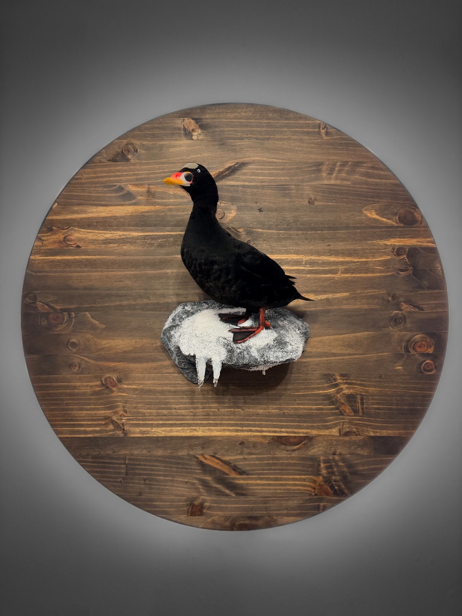 Surf scoter taxidermy mount on a snow-covered rock habitat with icicles