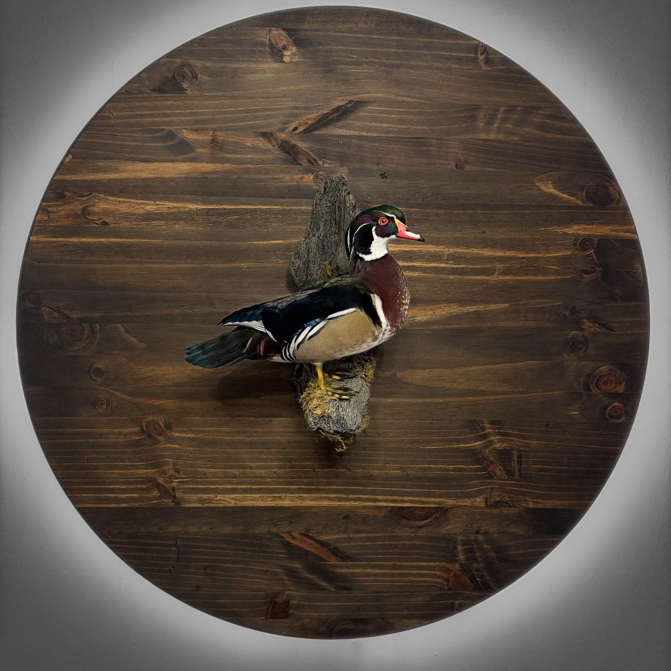 Detailed bird mount by TRUEWILD Featherworks