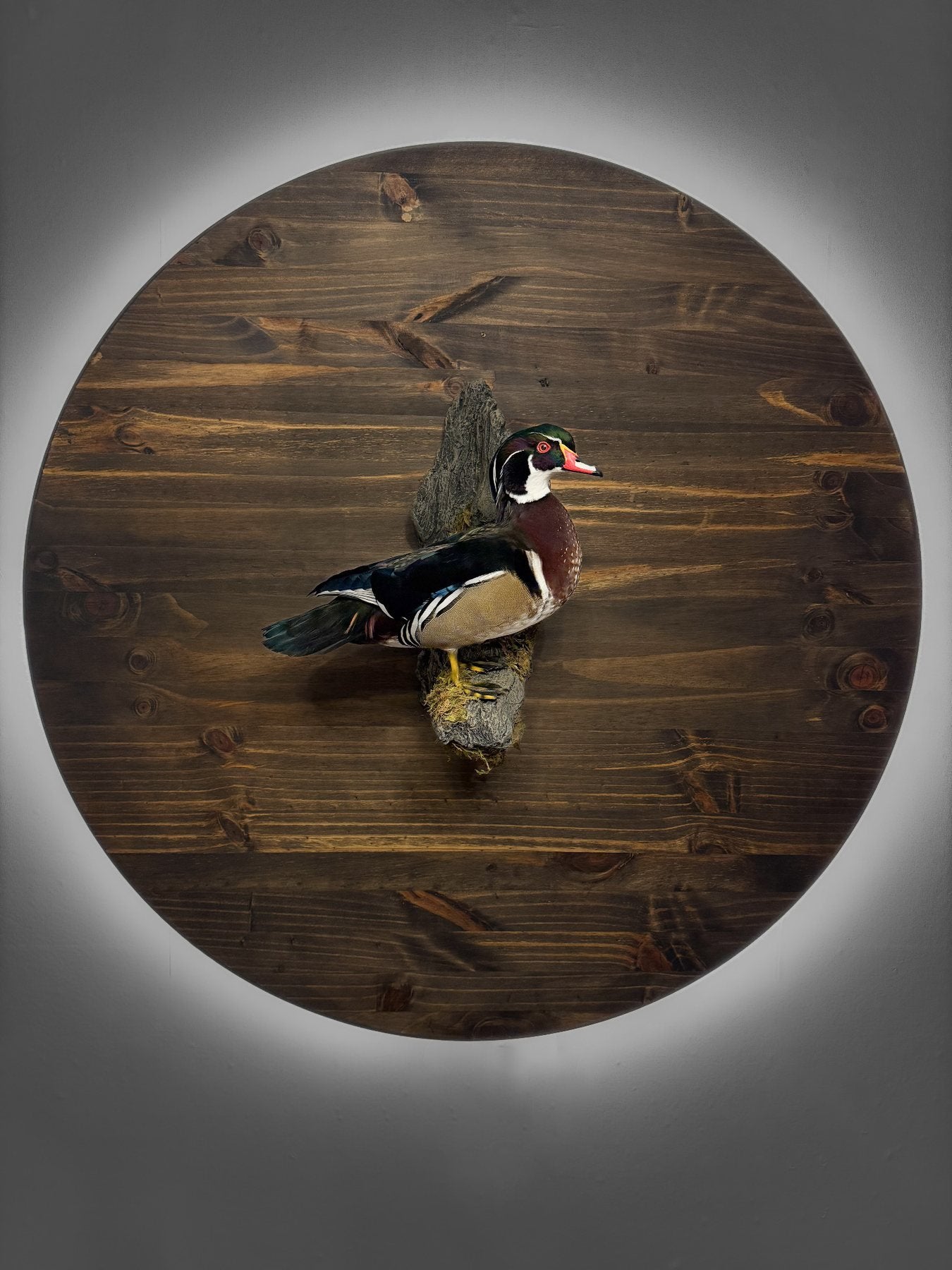 Wood duck mount